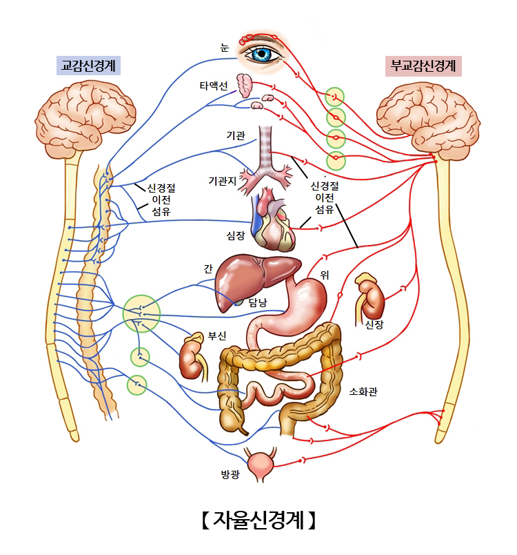 자율신경계